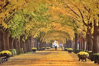 Rừng cây ngân hạnh – “Nami” thu nhỏ trong lòng thủ đô Bắc Kinh