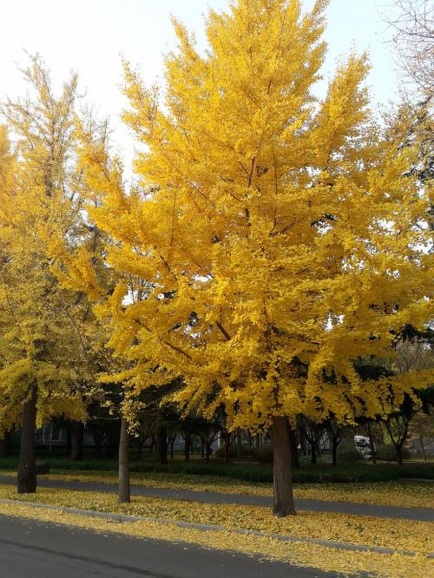 Rừng cây ngân hạnh – “Nami” thu nhỏ trong lòng thủ đô Bắc Kinh