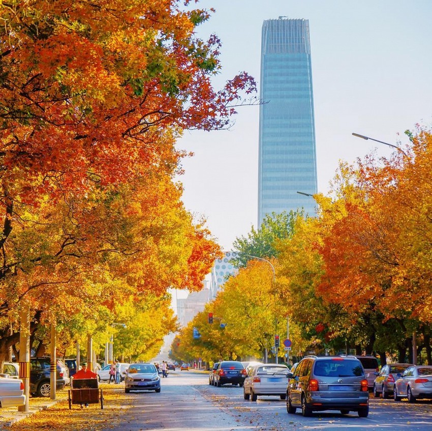 Rừng cây ngân hạnh – “Nami” thu nhỏ trong lòng thủ đô Bắc Kinh