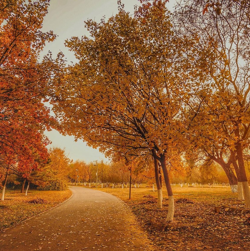 Rừng cây ngân hạnh – “Nami” thu nhỏ trong lòng thủ đô Bắc Kinh